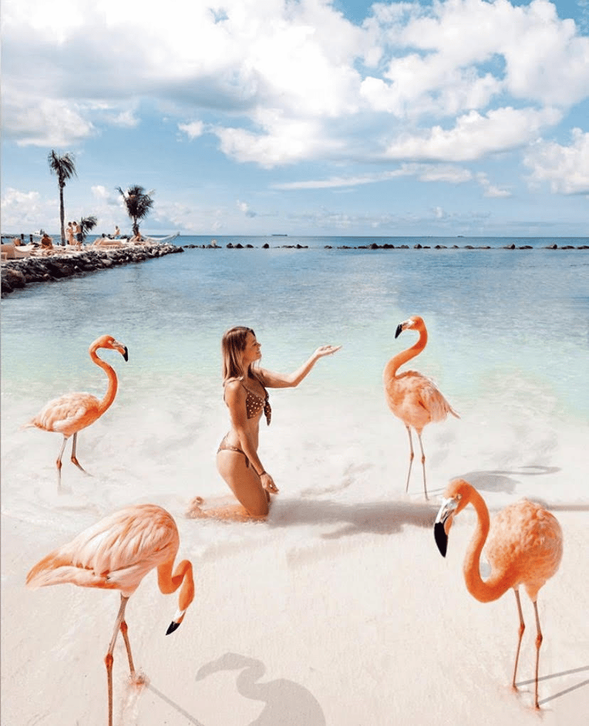 A woman feeding the flamingos in Aruba